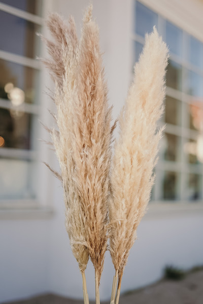 Trawa pampasowa suszona naturalna pampas cortaderia - 5 łodyg - Image 2