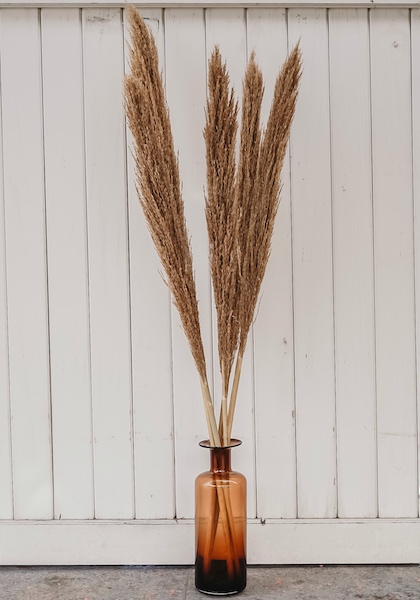 Trawa pampasowa suszona puszysta pampas 140 cm - 5 łodyg