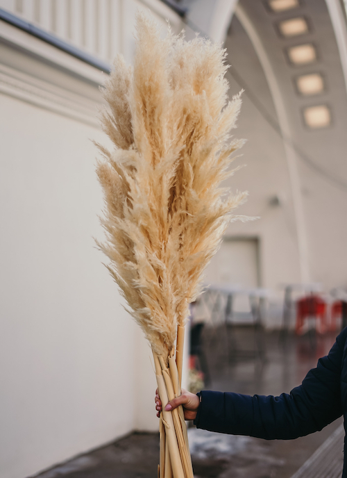 Trawa pampasowa suszona pampas puszysta 140 cm